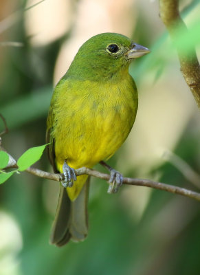 Female Painted Bunting - Felts Preserve