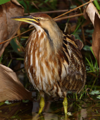 American Bittern