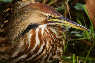 American Bittern