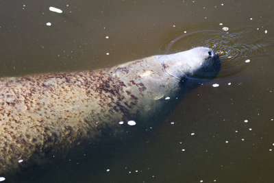 Manatee Park, Fort Myers, FL