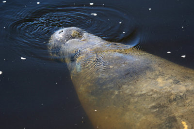 Manatee Park, Fort Myers, FL