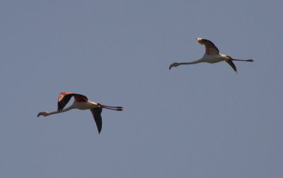 flamingo1.jpg
