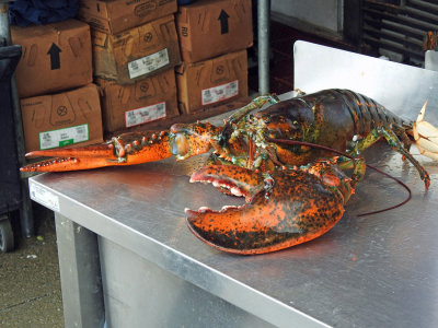 Lobsterzilla - 8.5 lbs.