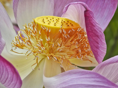 Lotus blossom, up close and personal