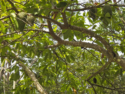 Soursop (guanabana) fruit