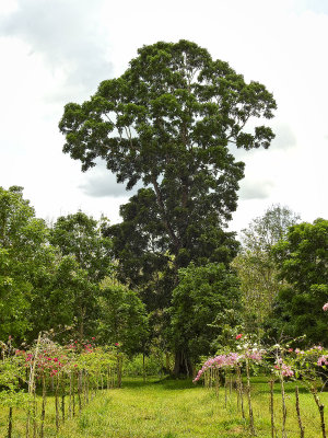 Giant mahogany tree