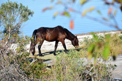Wild pony - Assateague Island