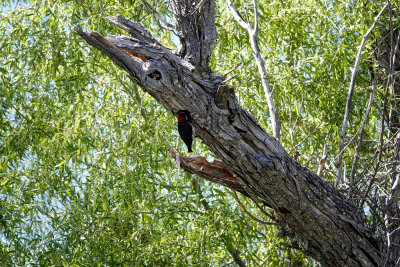 Woodpecker clearing debris out of a hole in a dead tree limb