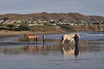 Horses on Doran Beach, Bodega Bay
