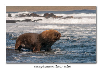 Seals