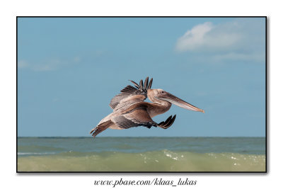 Brown Pelican
