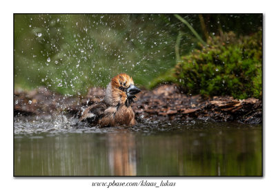 Hawfinch