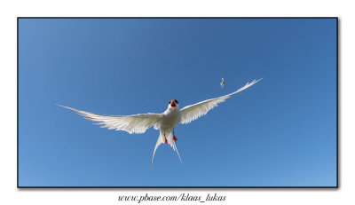 Common Tern / Visdief