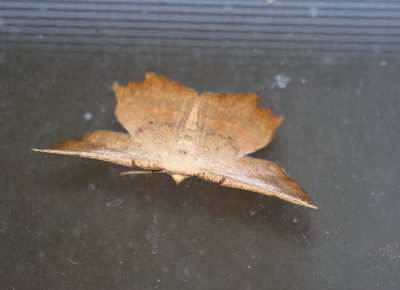 623A0304.JPG