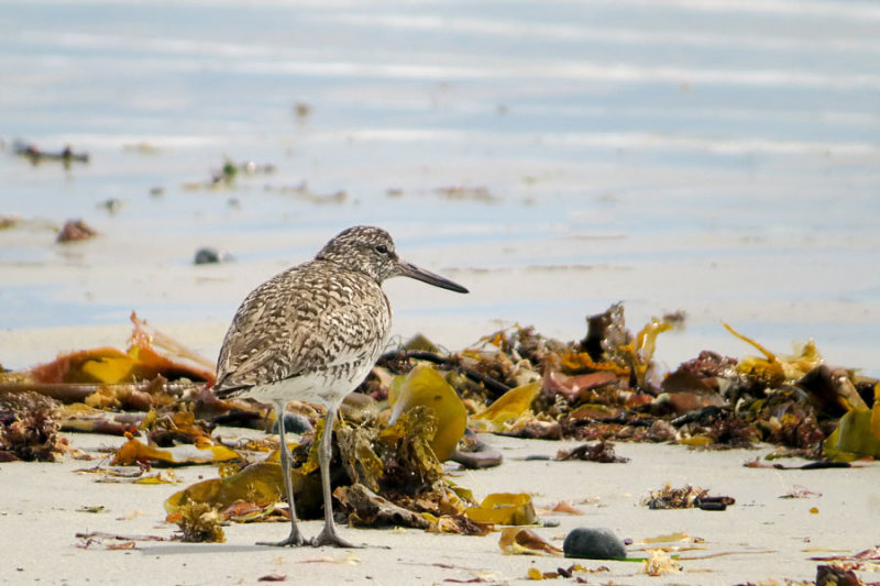 Willet - Nova Scotia
