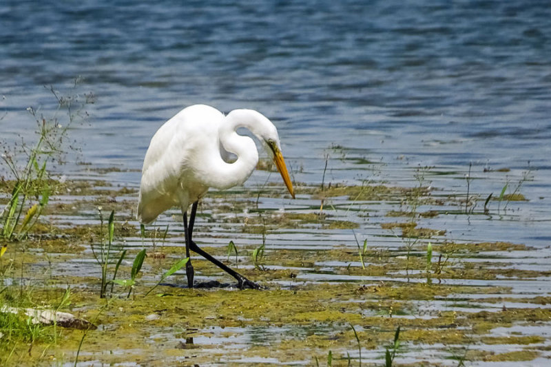 Great Egret   (3 photos)