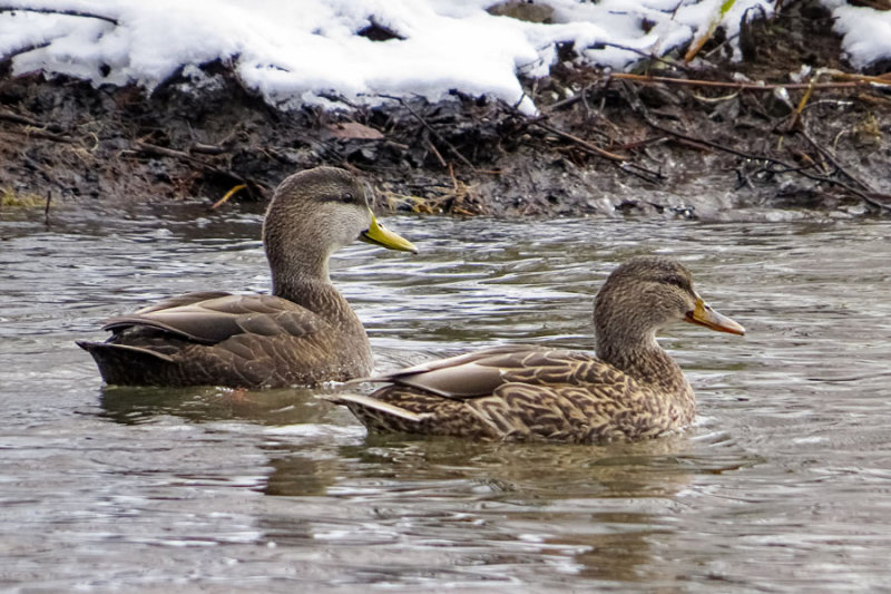 Black Duck