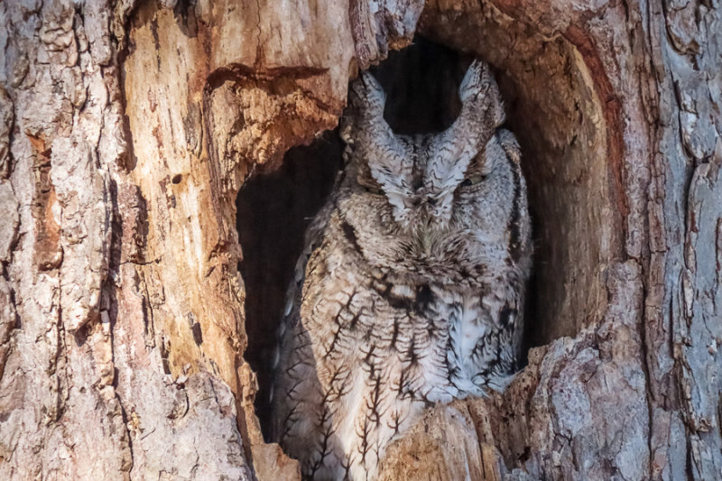 Eastern Screech Owl