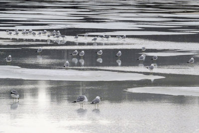 Ring-billed Gulls