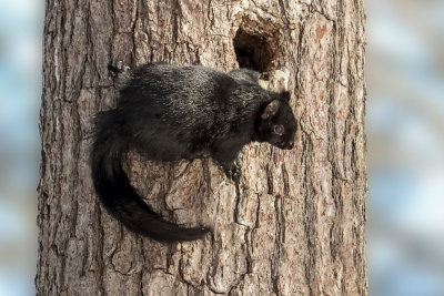 Black Squirrel