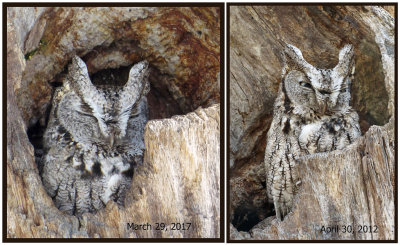 Eastern Screech Owl