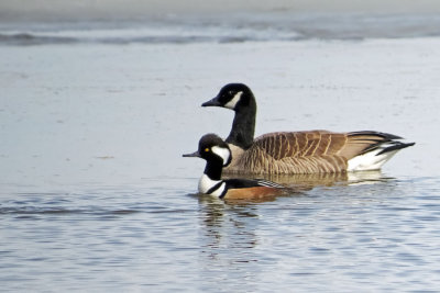 Hooded Merganser