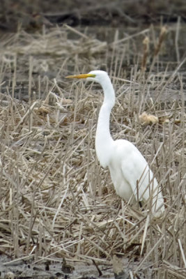 Great Egret