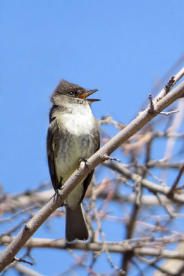 Eastern Phoebe