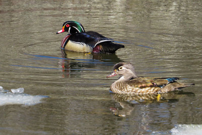 Wood Ducks