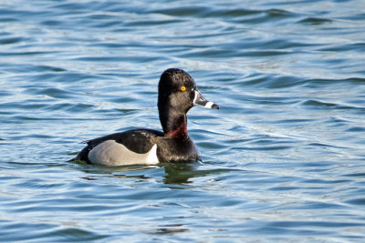 Ring-necked Duck  (2 photos)
