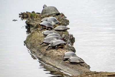 Blanding and Painted Turtles