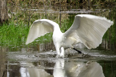 Great Egret  (2 photos)