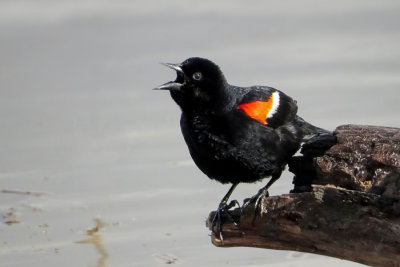 Red-winged Blackbirds  (2 photos)
