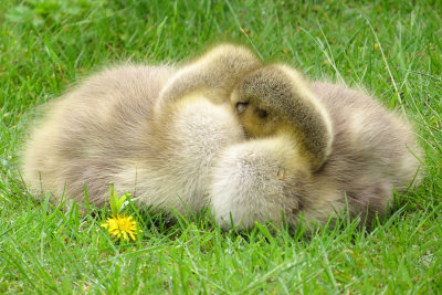 Canada Geese Goslings  (2 photos)