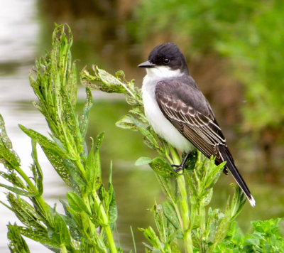 Eastern Kingbird