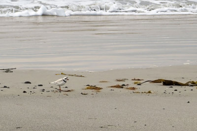 Piping Plovers   (4 photos) Nova Scotia