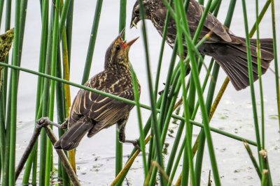 Red-winged Blackbirds