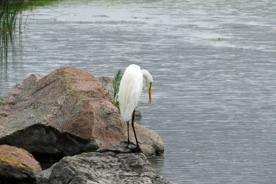 Great Egret