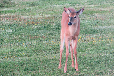 White -tailed Deer