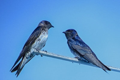 Purple Martins