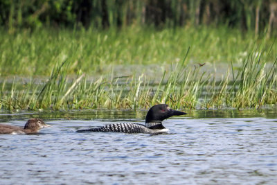 Common Loons