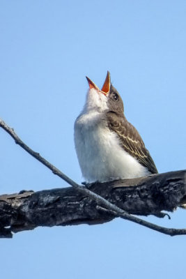 Eastern Kingbird