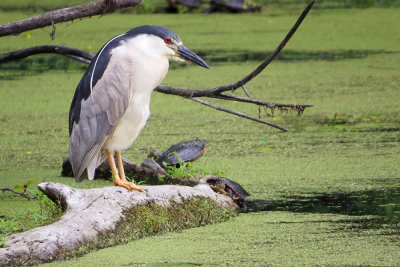 Black-crowned Night Heron