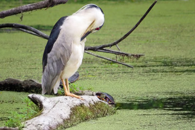 Black-crowned Night Heron  (2 photos)