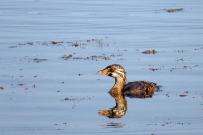 Pied-billed Grebe - juvenile