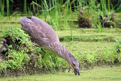 Black-crowned Night Heron - juvenile  (2 photos)