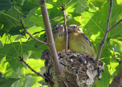 Goldfinches in the Nest  (2 photos)
