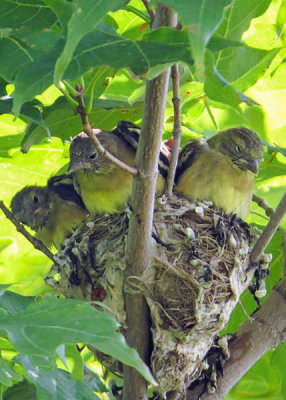 Goldfinches - juveniles   (3 photos)