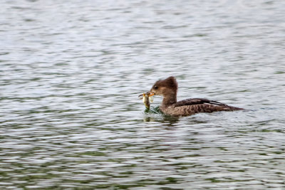 Hooded Merganser - female