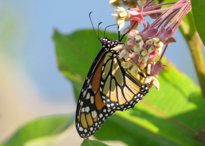 Monarch Butterfly  (2 photos)